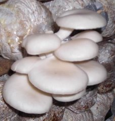 Bibit-jamur-f2-tiram-putih-kuping-coklat-lingzhi-dan-baglog